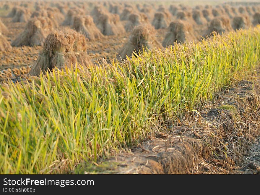 A only ridge of rice is ready to be cut. A only ridge of rice is ready to be cut.