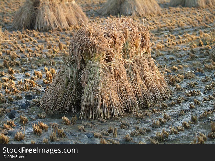 Heap Of Paddy