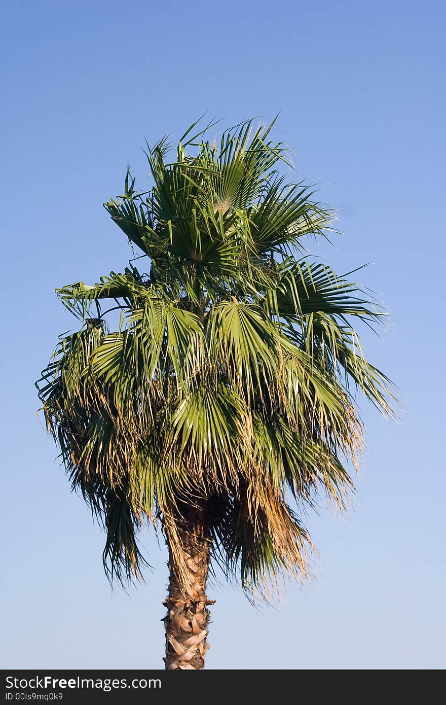 Tropical palm tree on a background of the  blue sky