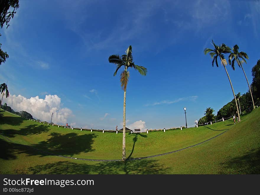 Tall palm tree in the park