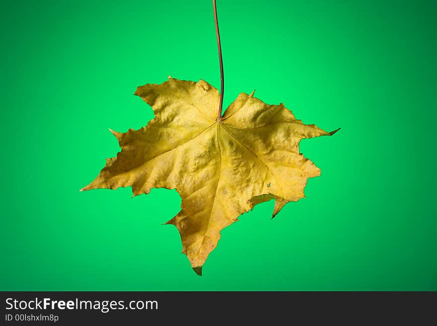 Autumn maple leaf on green background