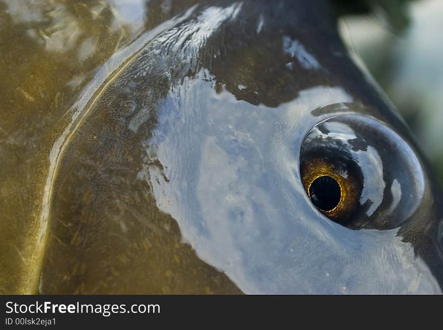 A close-up of an eye of a carp. Gold sight. A close-up of an eye of a carp. Gold sight