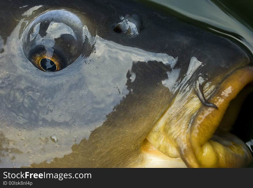 A close-up of eye and mouth of a carp. Gold sight. A close-up of eye and mouth of a carp. Gold sight