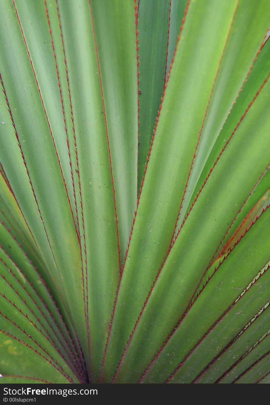 Zoom of a green plant making an abstract background. Zoom of a green plant making an abstract background