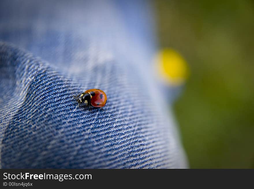 Ladybug