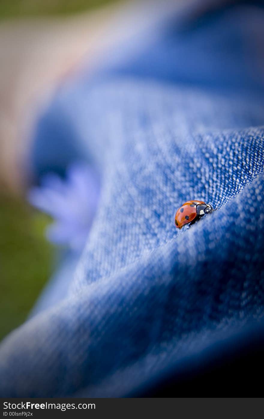 Ladybug