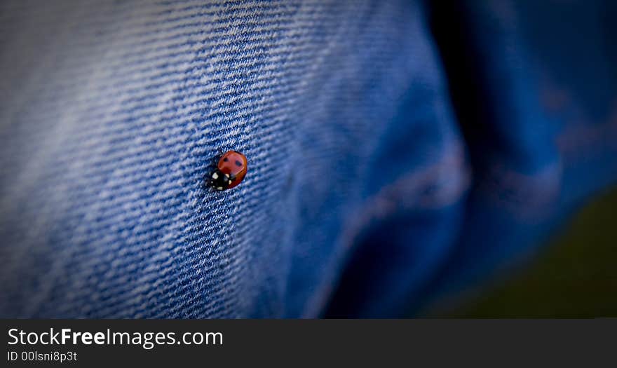 Ladybug