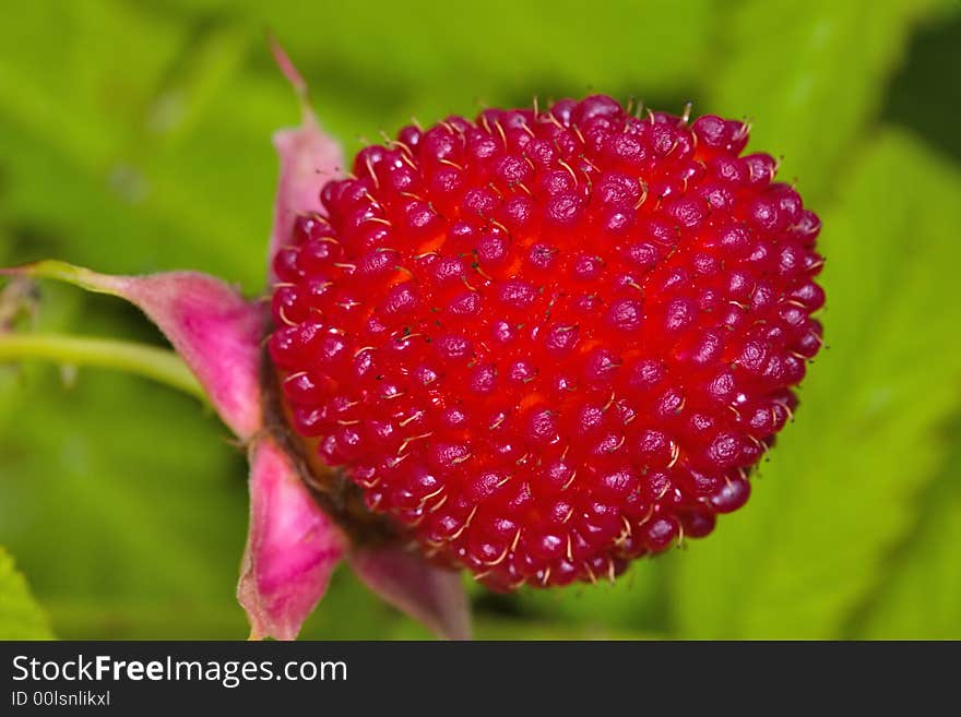 Red berry on green leaves