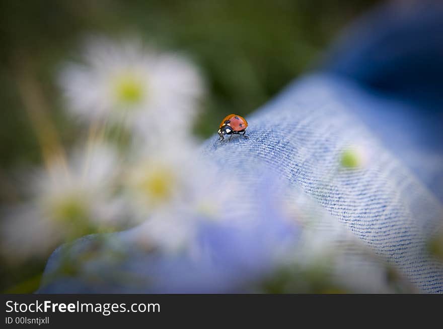 Ladybug