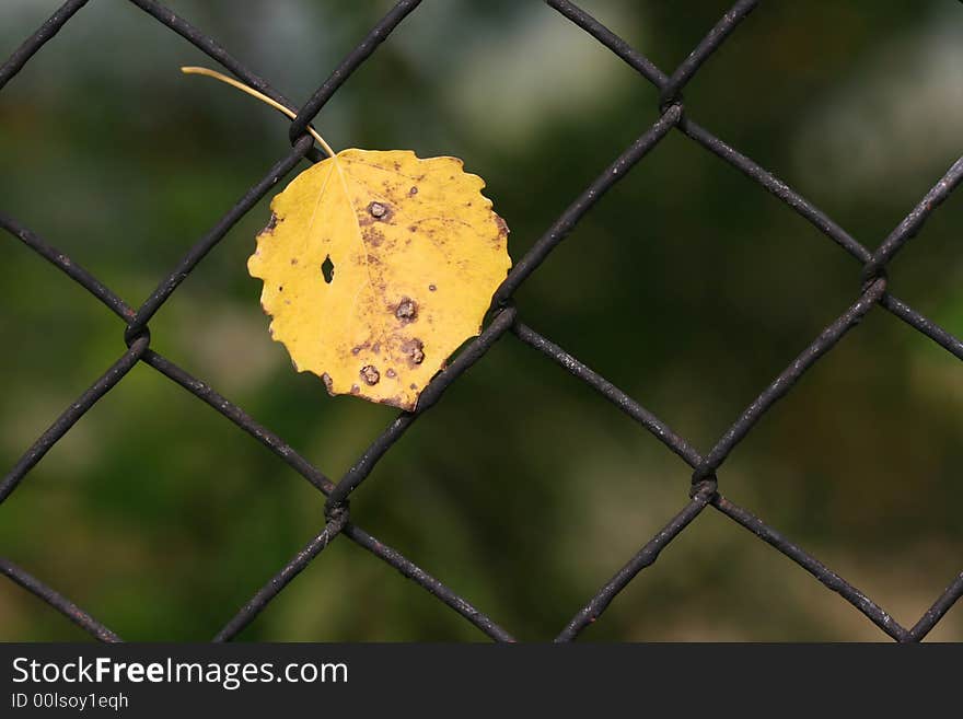 Hanging leaf