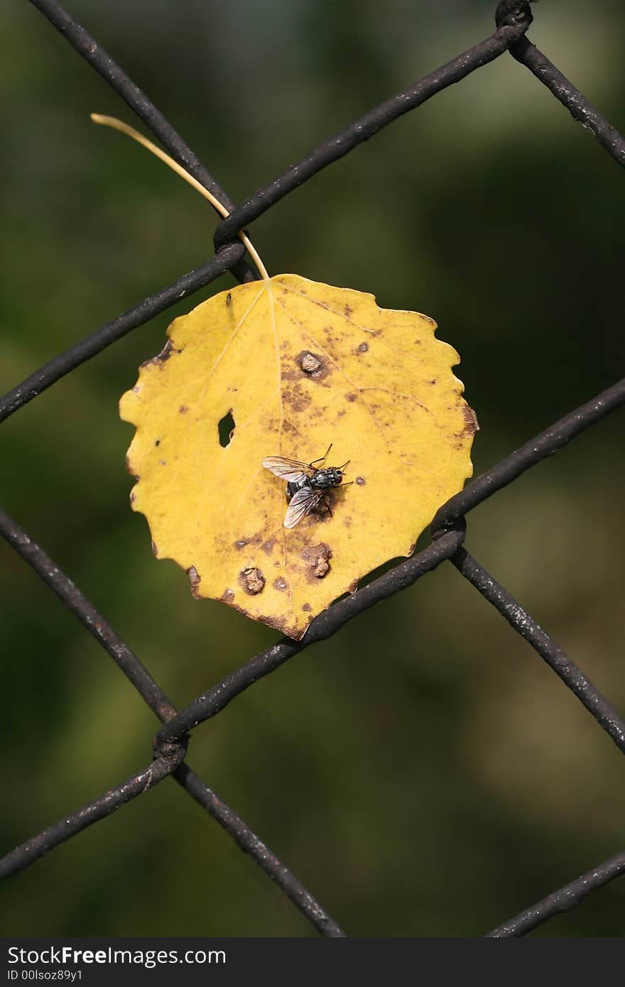 Small fly sitting on yellow aspen leaf. Small fly sitting on yellow aspen leaf