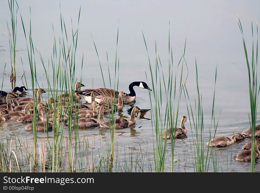 Shot in spring of mother goose with babies. Shot in spring of mother goose with babies.