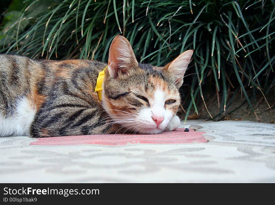 The cat in a yellow collar sleeps near a green grass