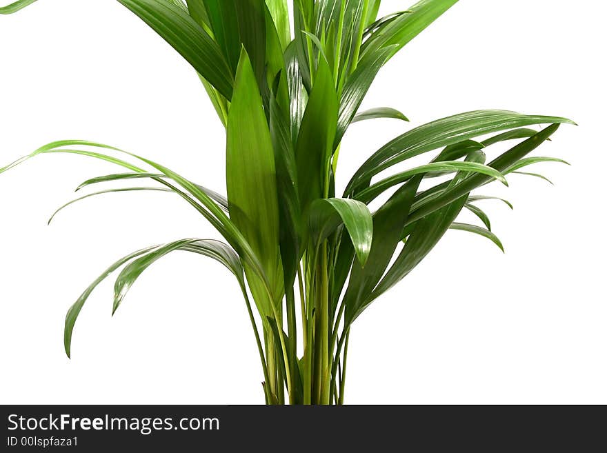 Home plant in flowerpot. Isolate on white.