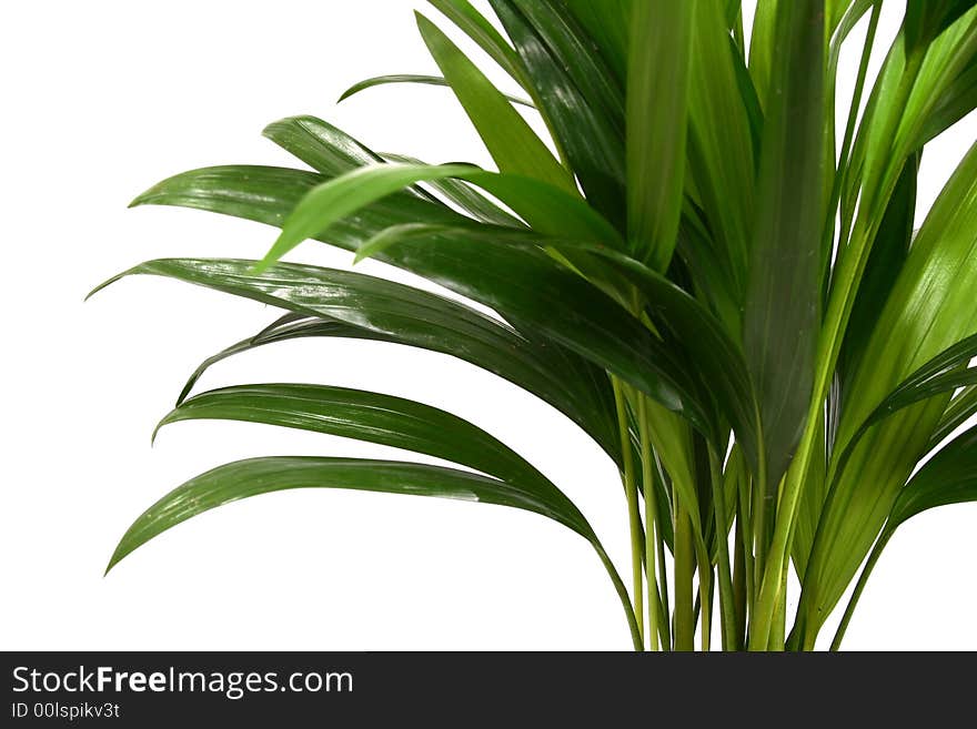 Home plant in flowerpot. Isolate on white.