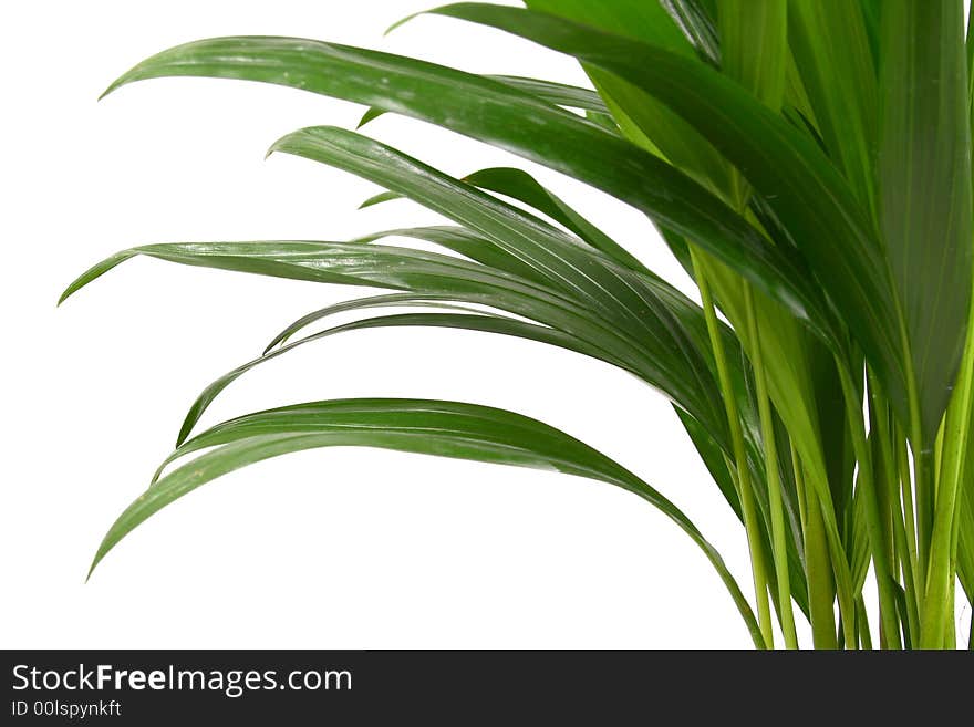 Home plant in flowerpot. Isolate on white.