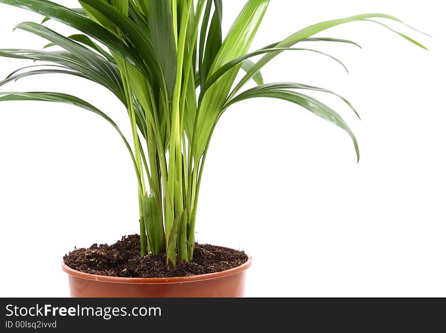 Home plant in flowerpot. Isolate on white.