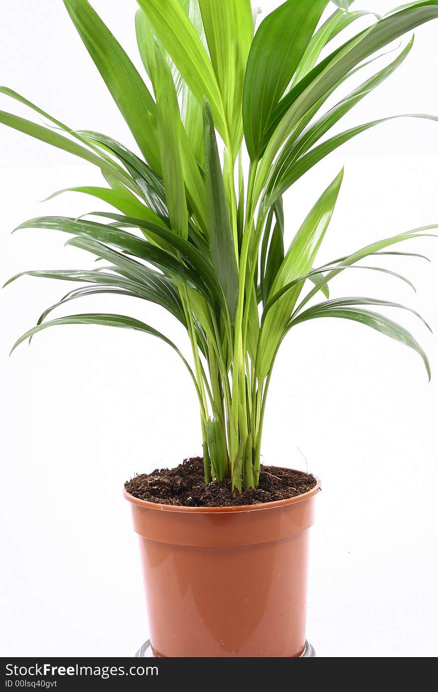 Home plant in flowerpot. Isolate on white.