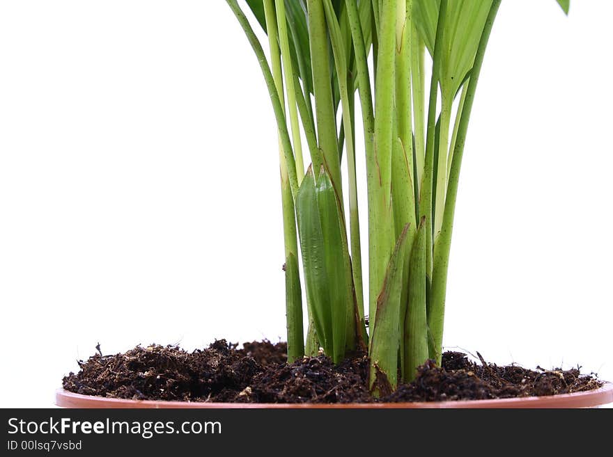 Home plant in flowerpot. Isolate on white.