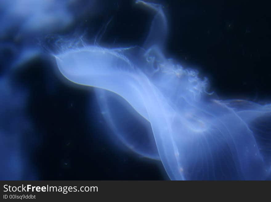 Photo shot of a jelly fish