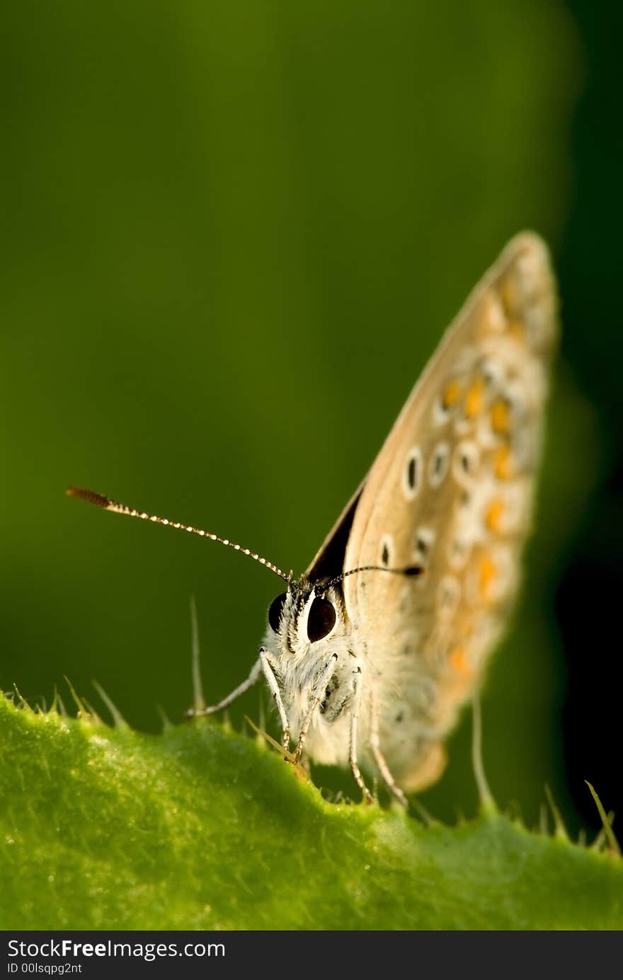 Siting butterfly on the green background