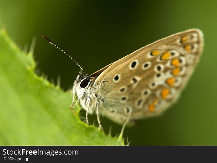 Siting butterfly on the green background