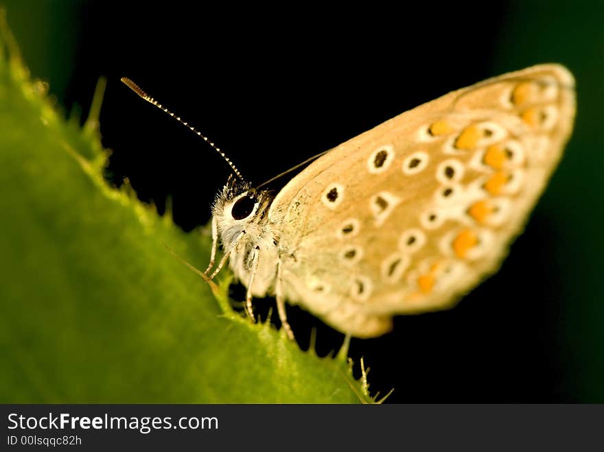 Siting butterfly on the black background