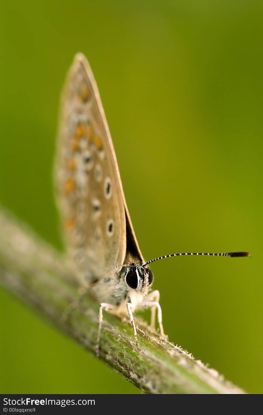 Siting butterfly on the green background