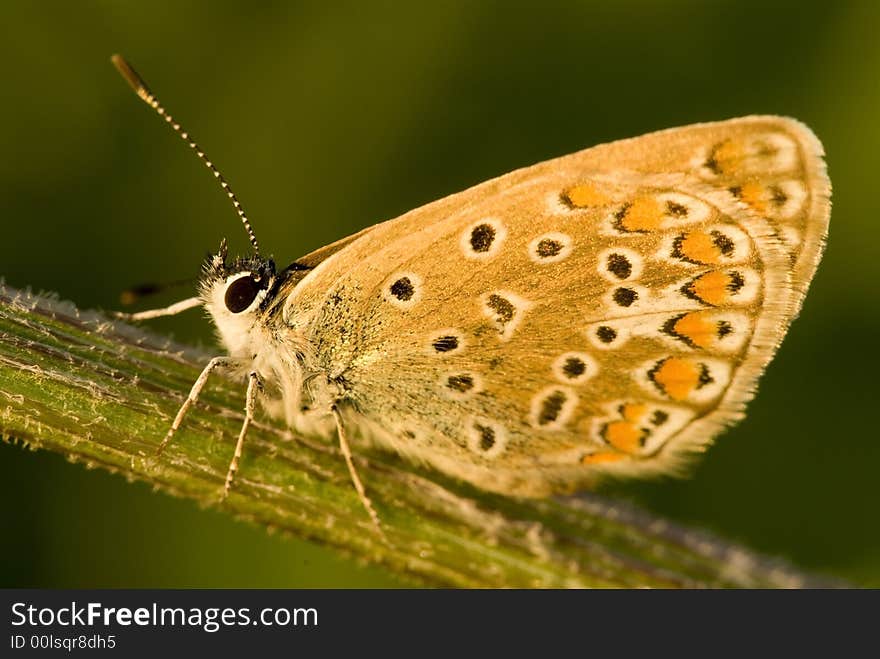 Siting butterfly on the green background