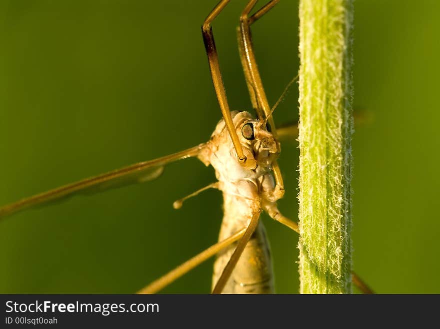 Crane fly