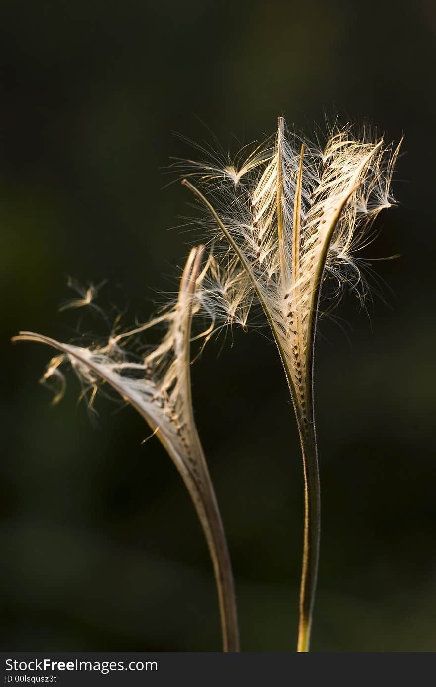 Seeds