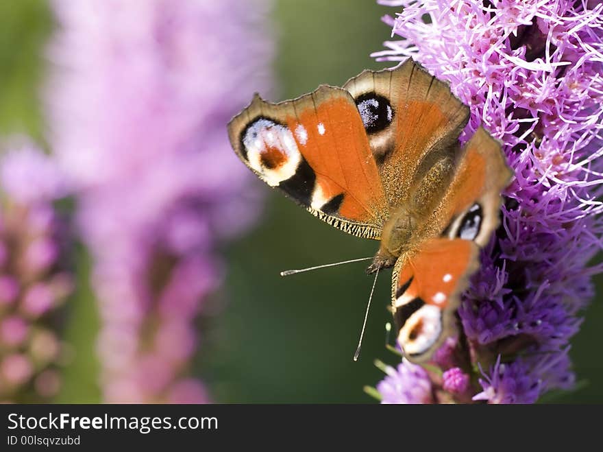 Peacock butterfly on a violet flover