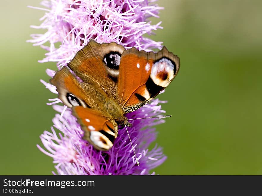 Peacock butterfly on a violet flover