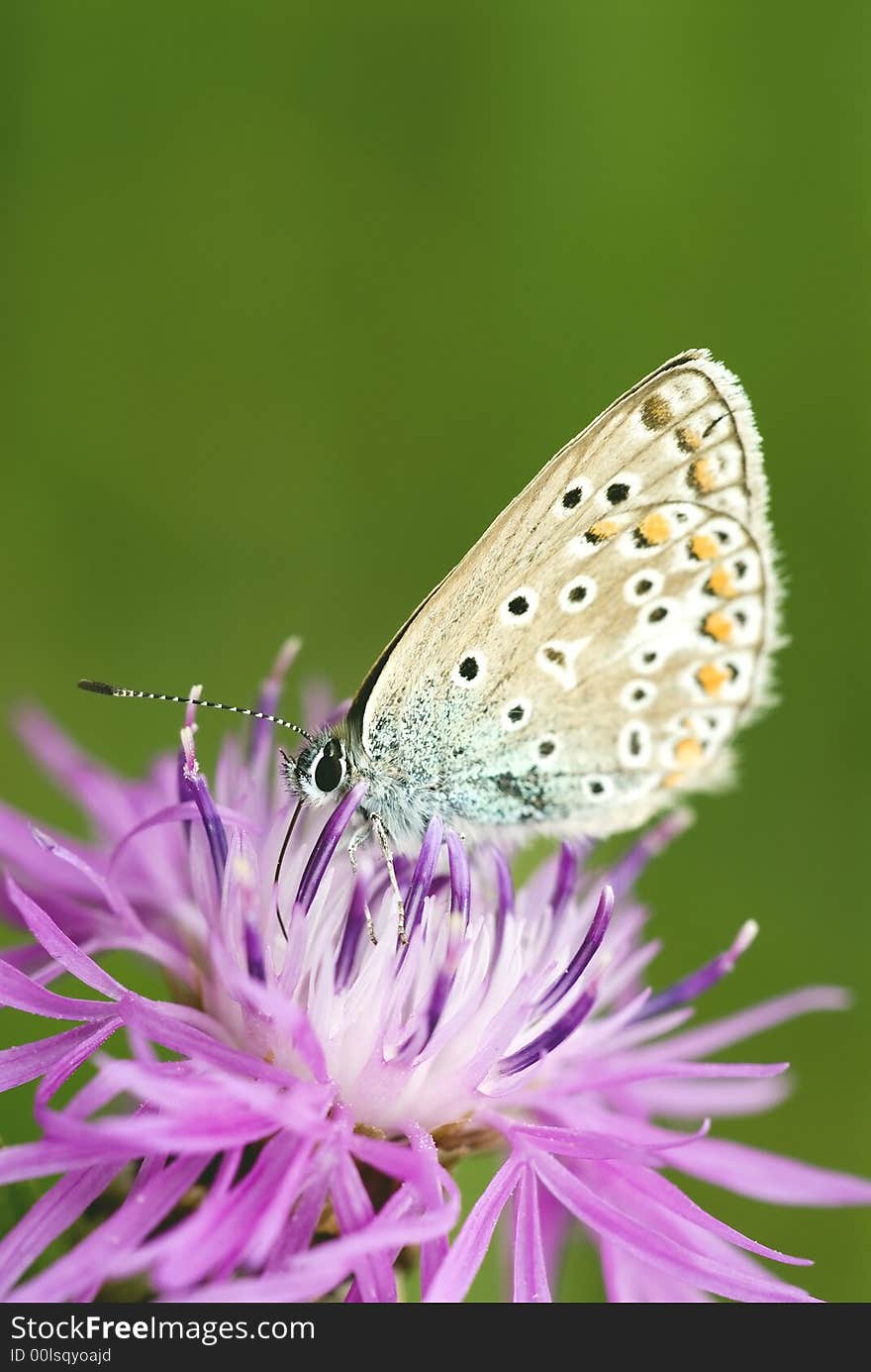 Siting butterfly on the green background