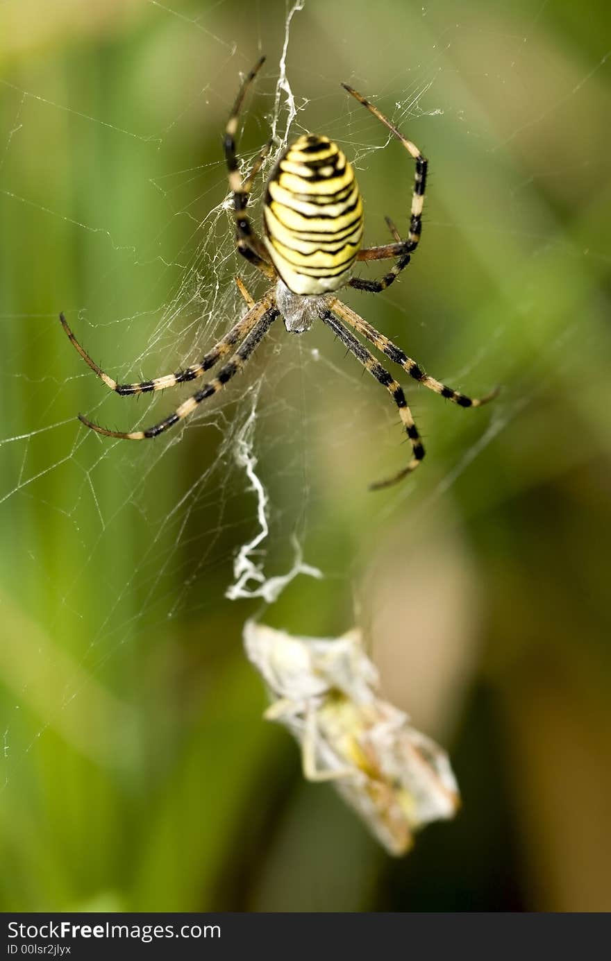 Detail spider on a web