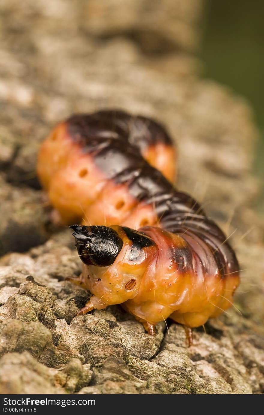 Caterpillar