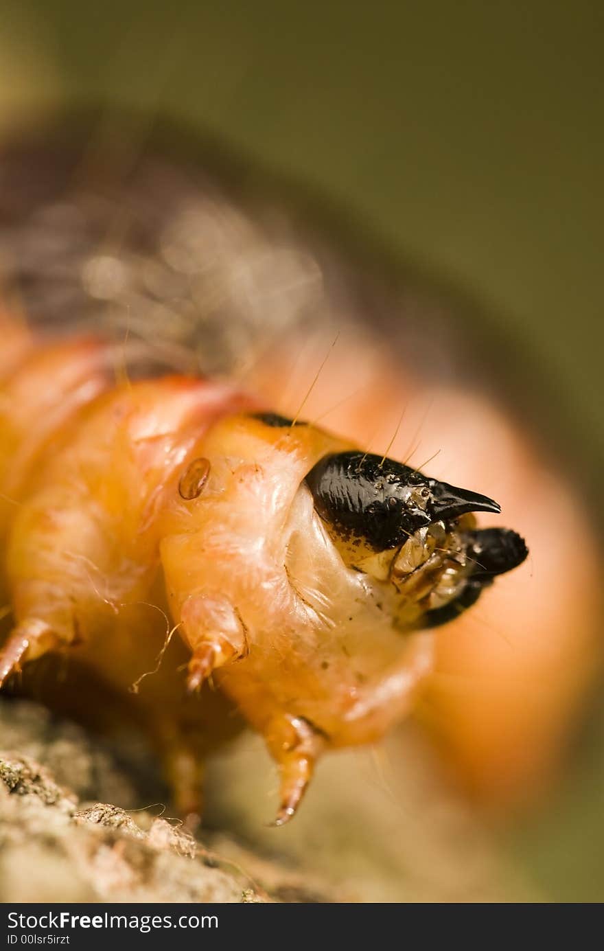 Caterpillar