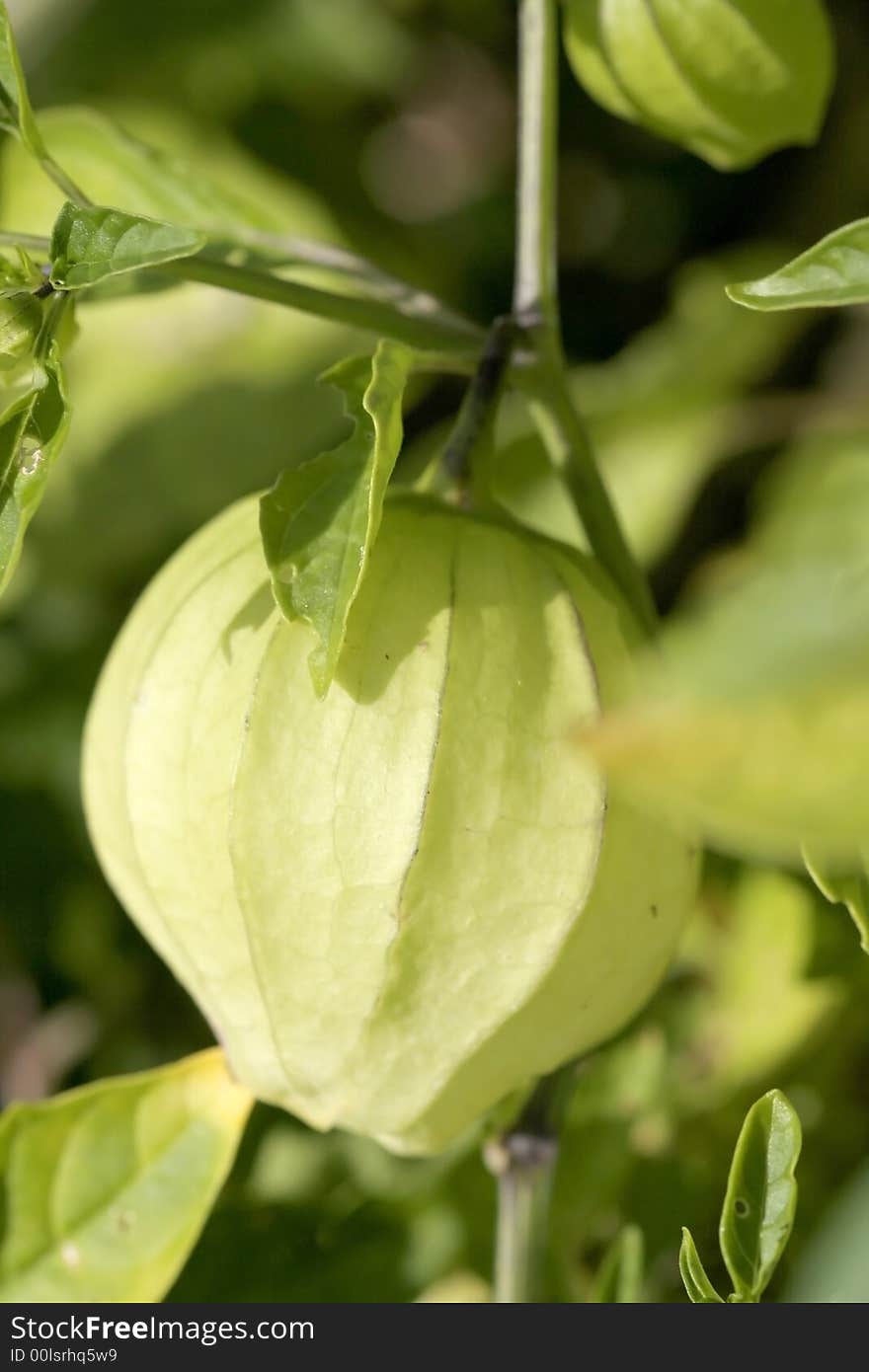 Close up shot of Fresh bud on a plant. Close up shot of Fresh bud on a plant