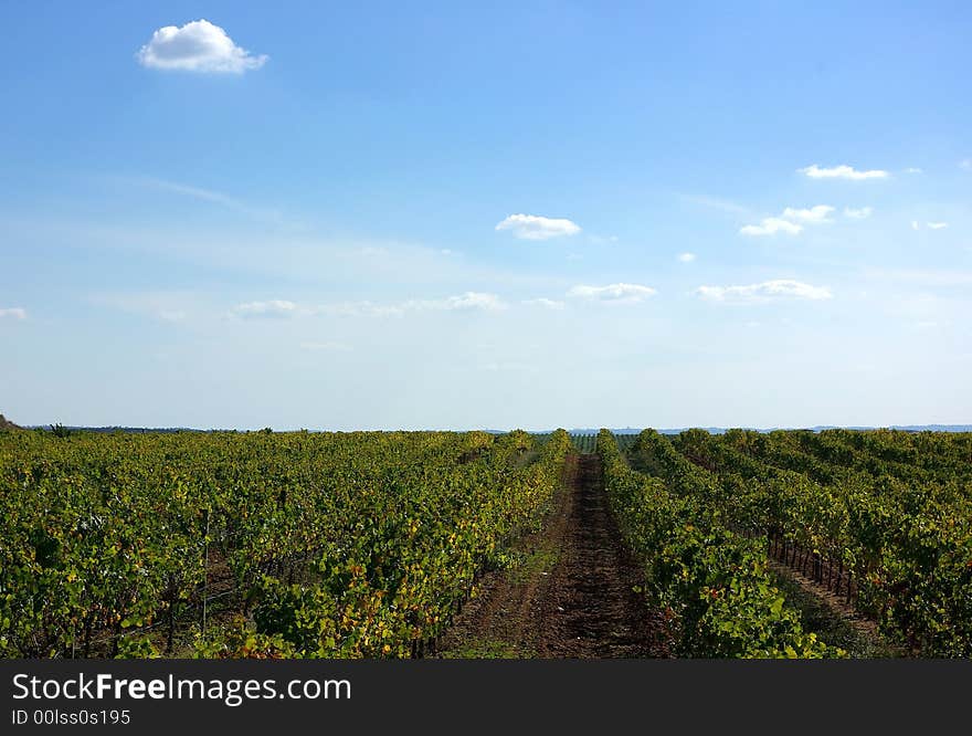 Vineyards At Portugal