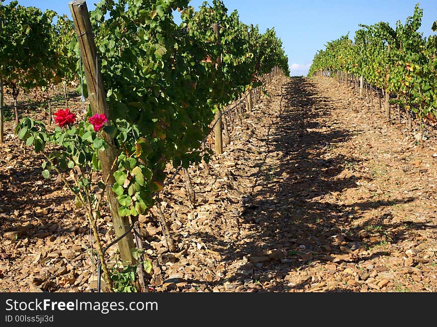 Vineyards At Portugal