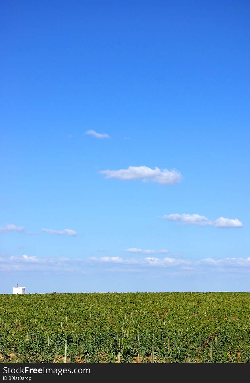 Vineyards At Portugal