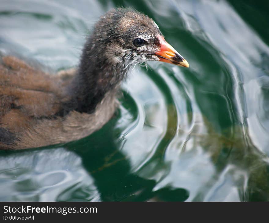 Waterbird