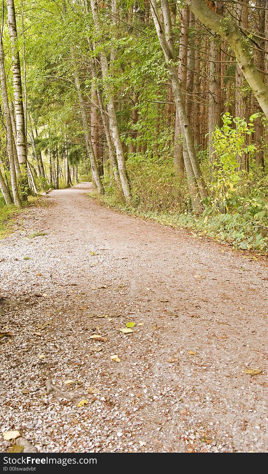 A large path through the trees in a park. A large path through the trees in a park