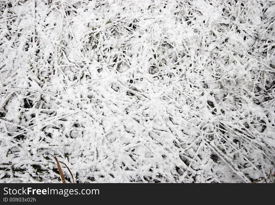 Grass Under Snow