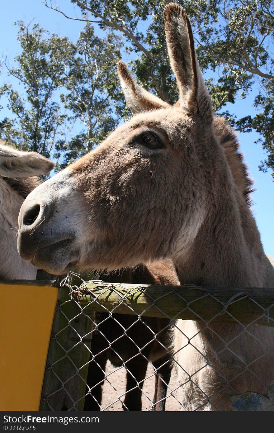 A grey pet donkey at a petting zoo . A grey pet donkey at a petting zoo