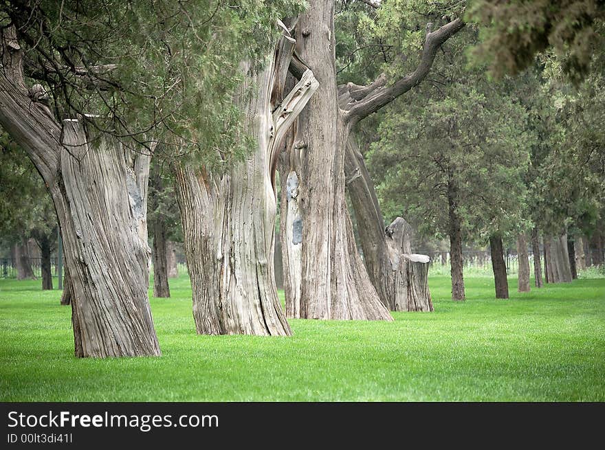 Old cypress trees of several hundred years in grass field in the temple of heaven park, Beijing. Old cypress trees of several hundred years in grass field in the temple of heaven park, Beijing.
