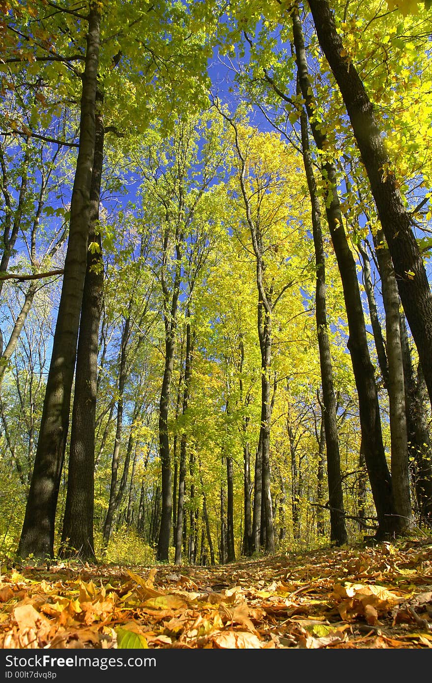 Yellow trees on a background of the sky