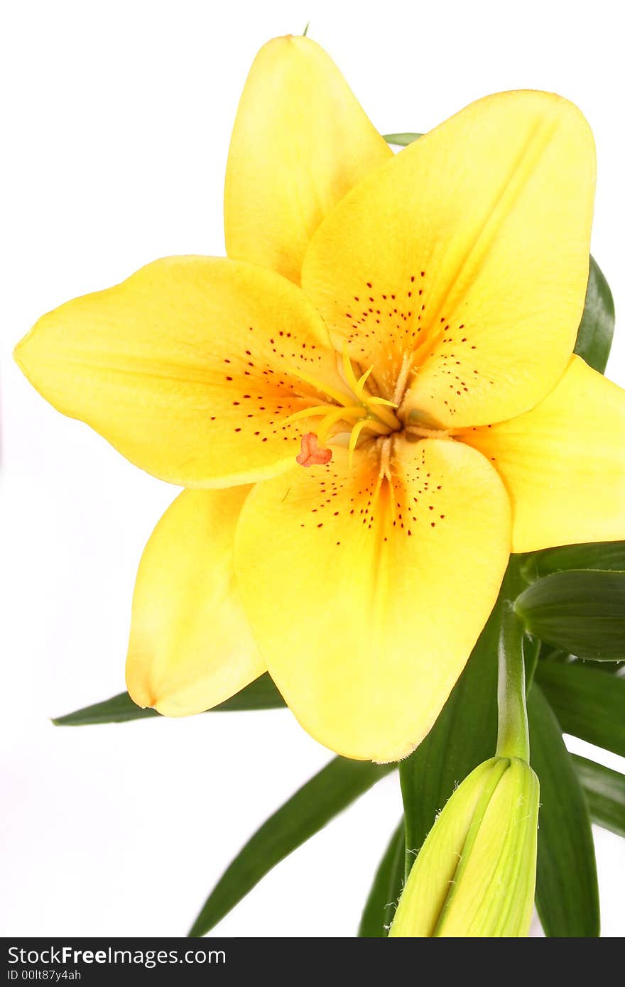 Orange lilly flower on white background