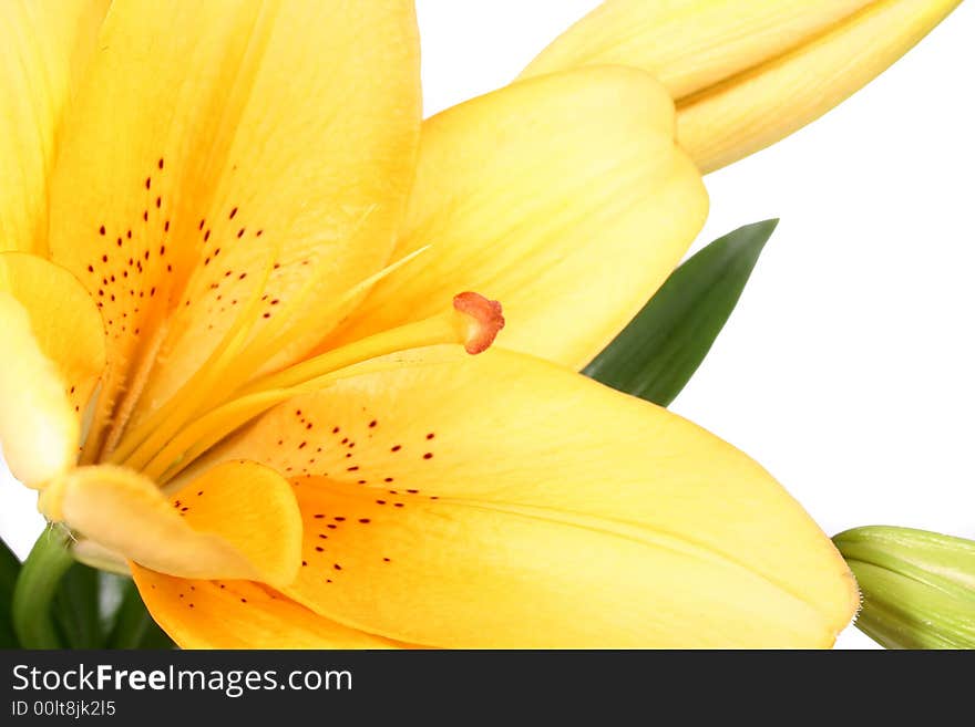 Orange lilly flower on white background