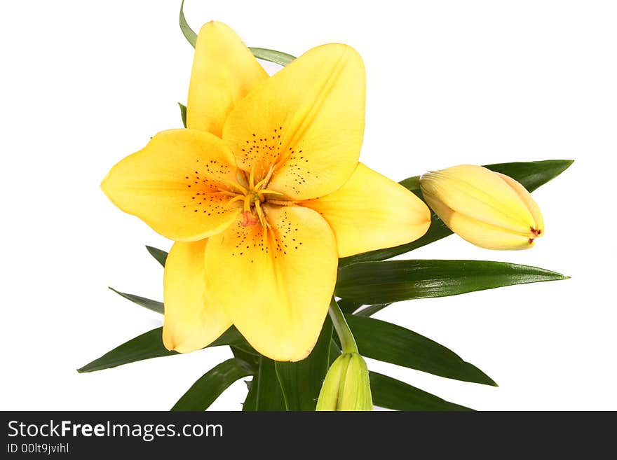 Orange lilly flower on white background